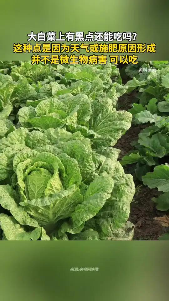 大白菜上有黑点还能吃吗?这种点是因为天气或施肥原因形成,并不是微生物病害,可以吃