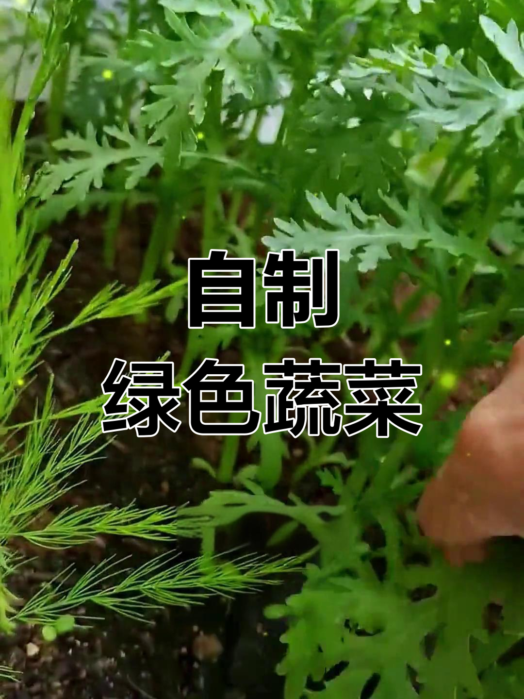 阳台小院种蔬菜,轻松涮火锅