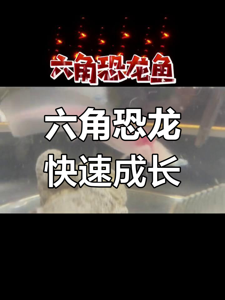 六角龙鱼能再生肢体,三周认主