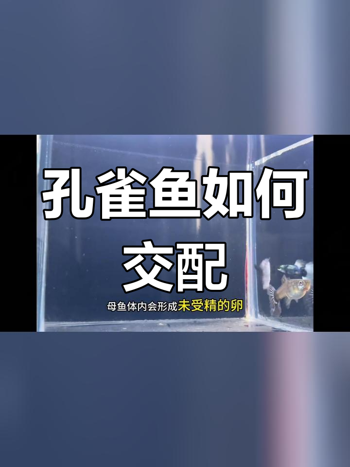 孔雀鱼繁殖过程揭秘