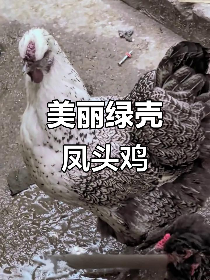 绿壳花冠凤头鸡,羽毛美丽又高产