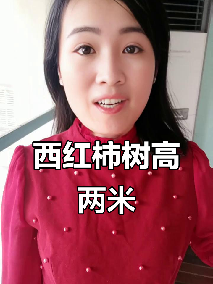 寿光西红柿树长到2米,产量惊人!