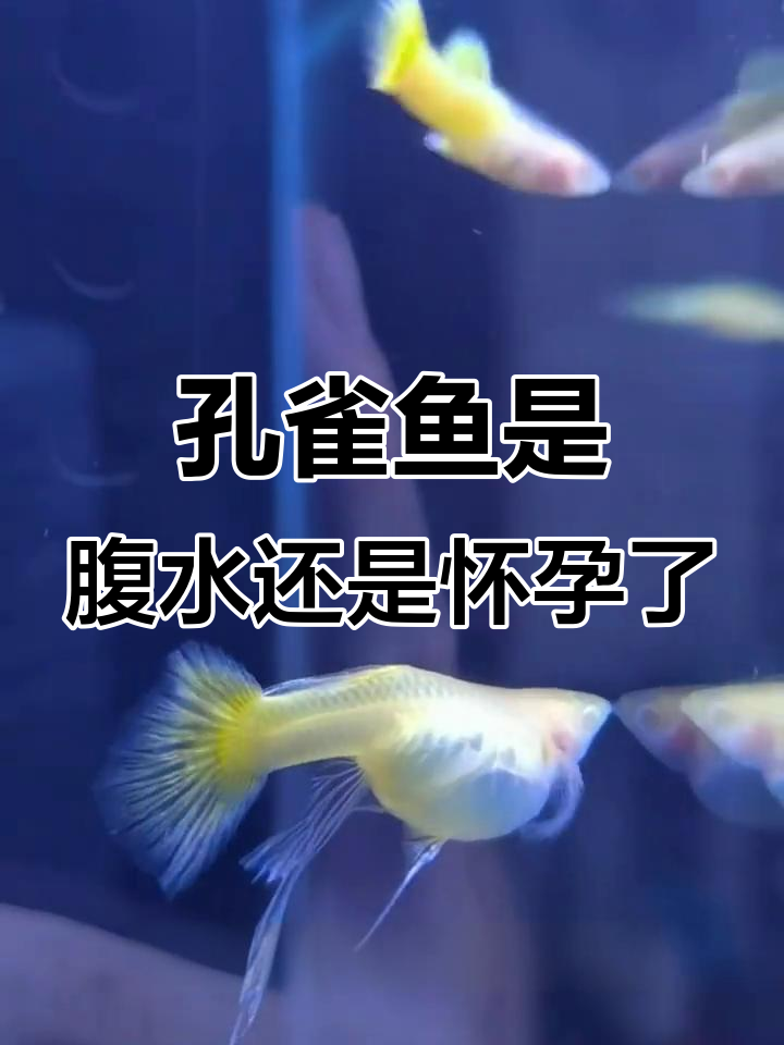 如何区分孔雀鱼腹水和怀孕?看肚子变化就能判断