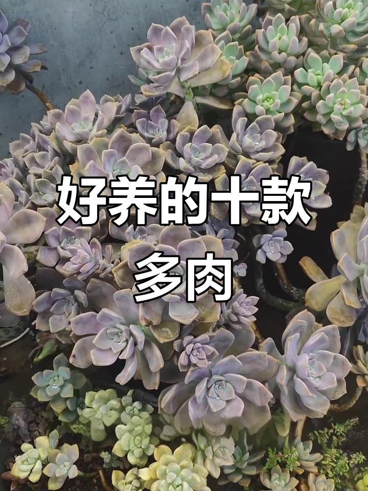 夏季最耐养的多肉植物推荐,轻松度过高温季节