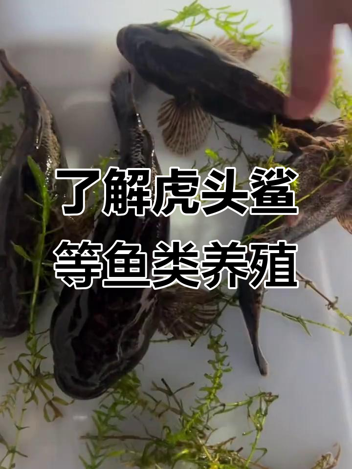 虎头鲨、土布鱼养殖揭秘，呆子鱼和沙塘鳢的魅力