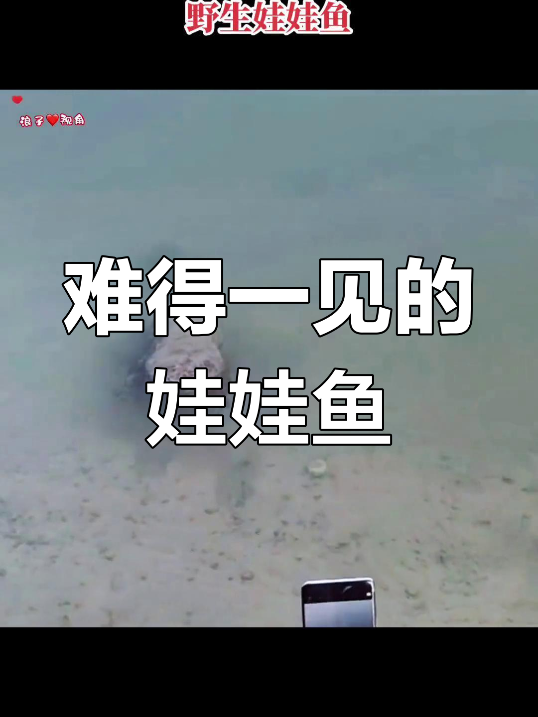 野生娃娃鱼现身,夜路上的神秘叫声