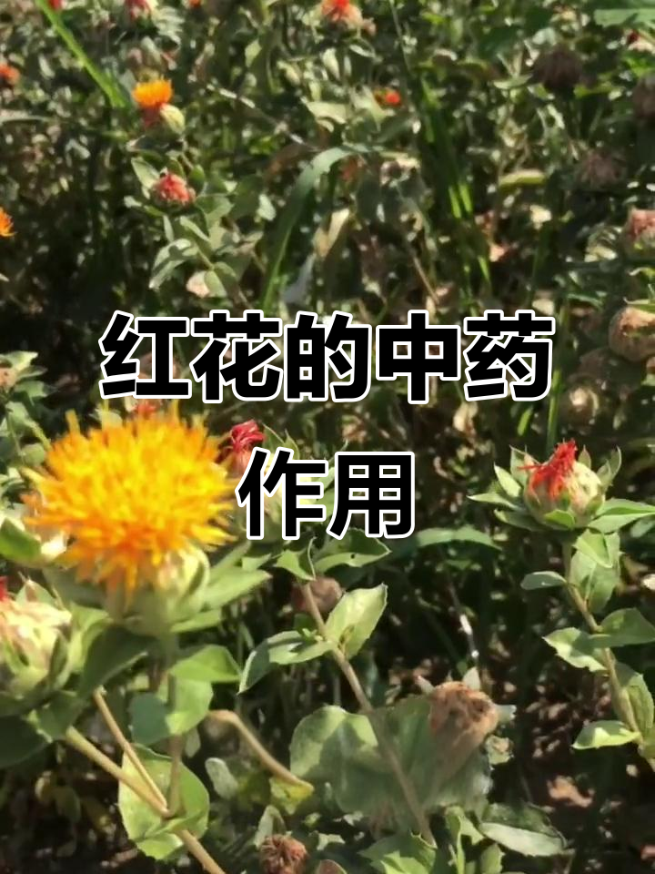 红花:活血通经,止痛散瘀的神奇功效