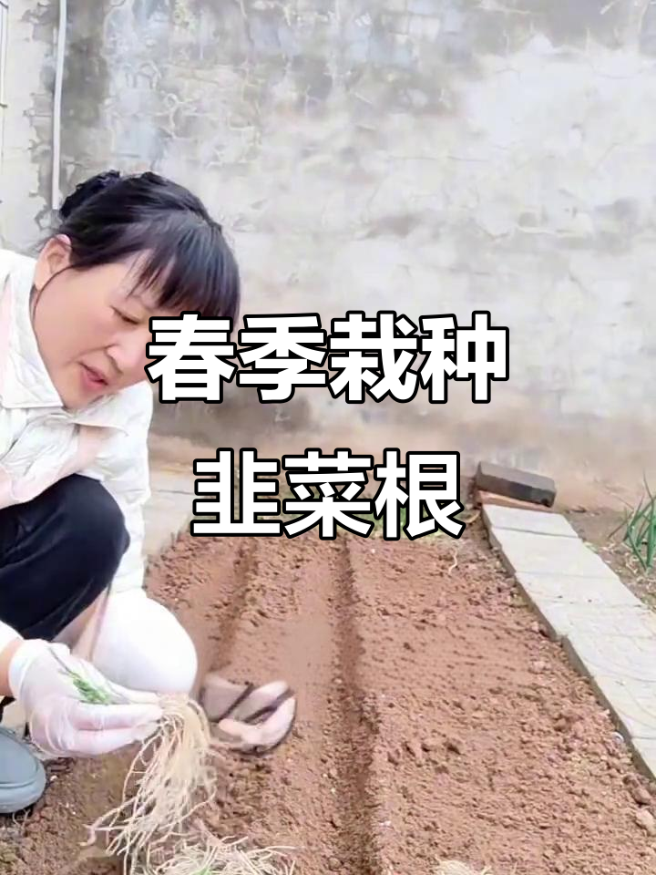 韭菜根早春种植技巧，轻松掌握施肥与开沟方法