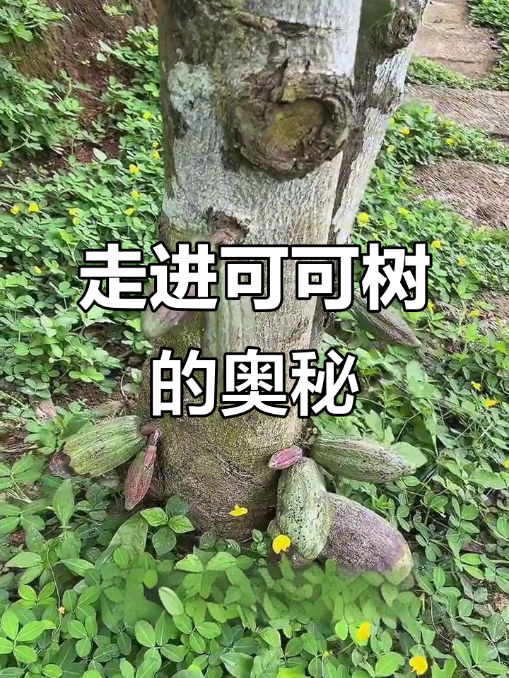 可可树揭秘:从果实到巧克力的神奇转变
