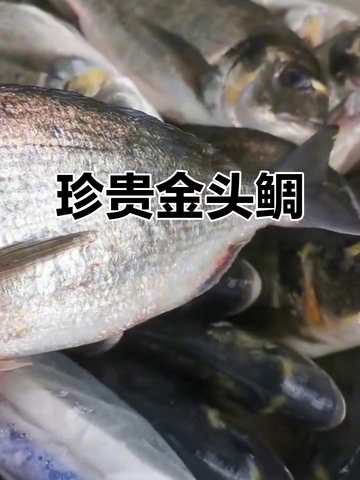金头鲷:海中珍宝,皇家美食的秘密