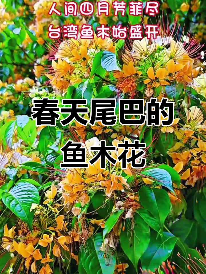 台湾鱼木盛开,捕捉春天的最后一抹芳华