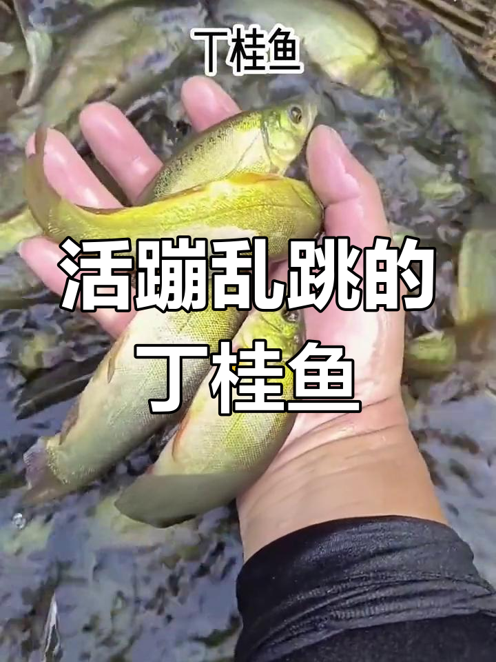 丁桂鱼苗活力满满,愿生活如鱼得水