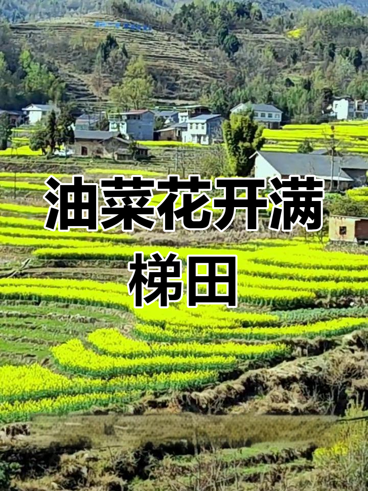 汉阴凤堰梯田油菜花盛开,春日美景尽收眼底