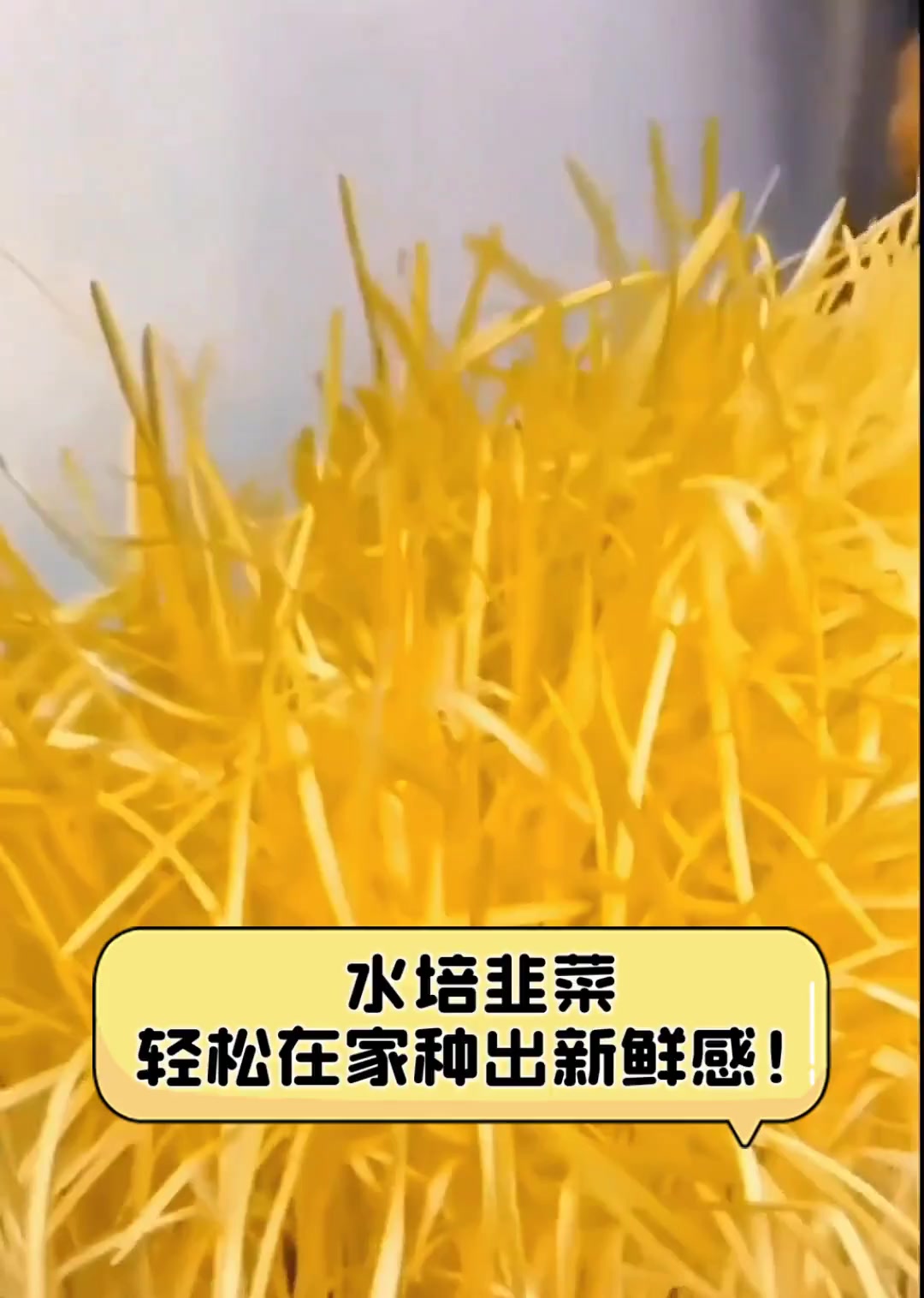 水培韭菜,轻松在家种出新鲜感!