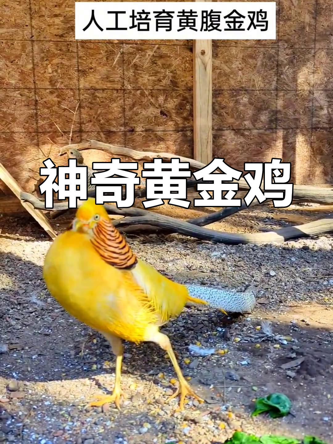 人工杂交培育黄金鸡,白富锦与红富锦的完美结合