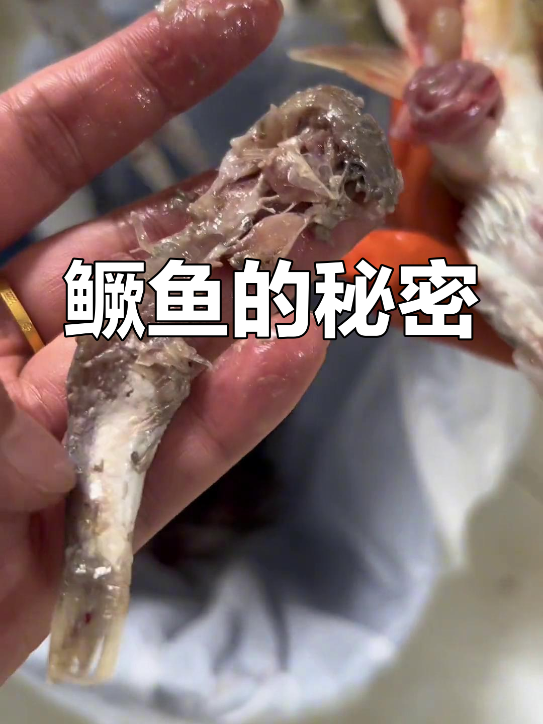 野生鳜鱼靠小鱼虾为生,白条藏肚内,货真价实!