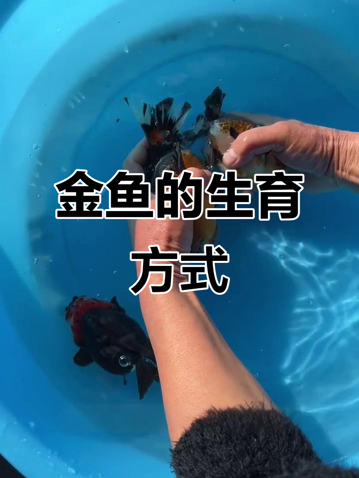 金鱼如何交配产子？揭秘顶级宝宝诞生过程