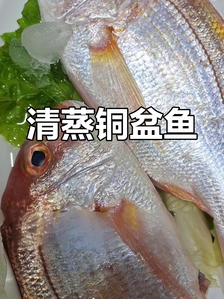 新鲜铜盆鱼,清蒸酱汁更美味
