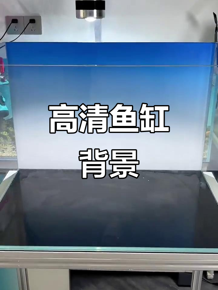 蓝白背景纸让鱼缸瞬间升级,清晰遮挡杂物,高端感十足