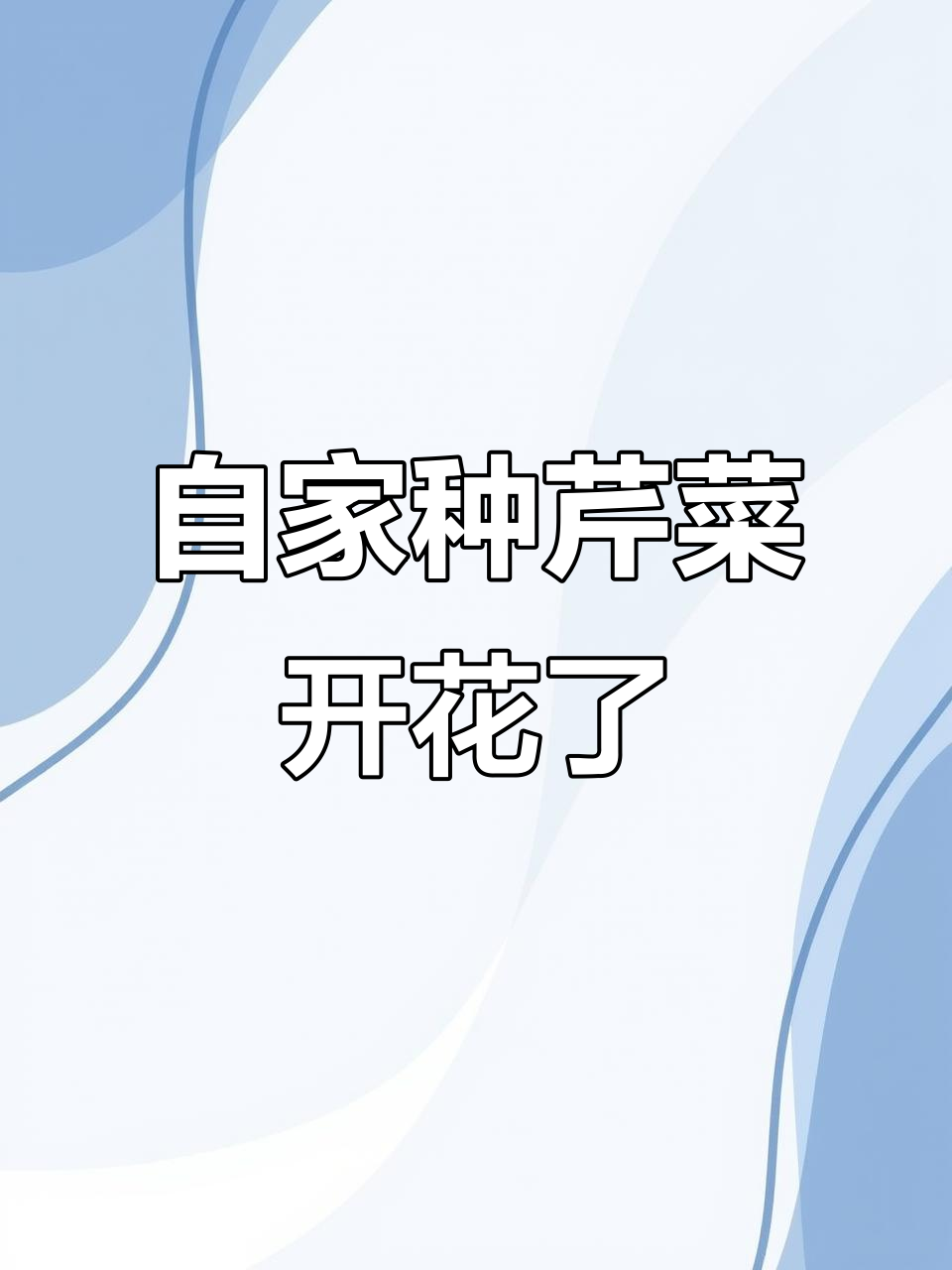 自家种的根芹开花,低血压的我该不该吃?