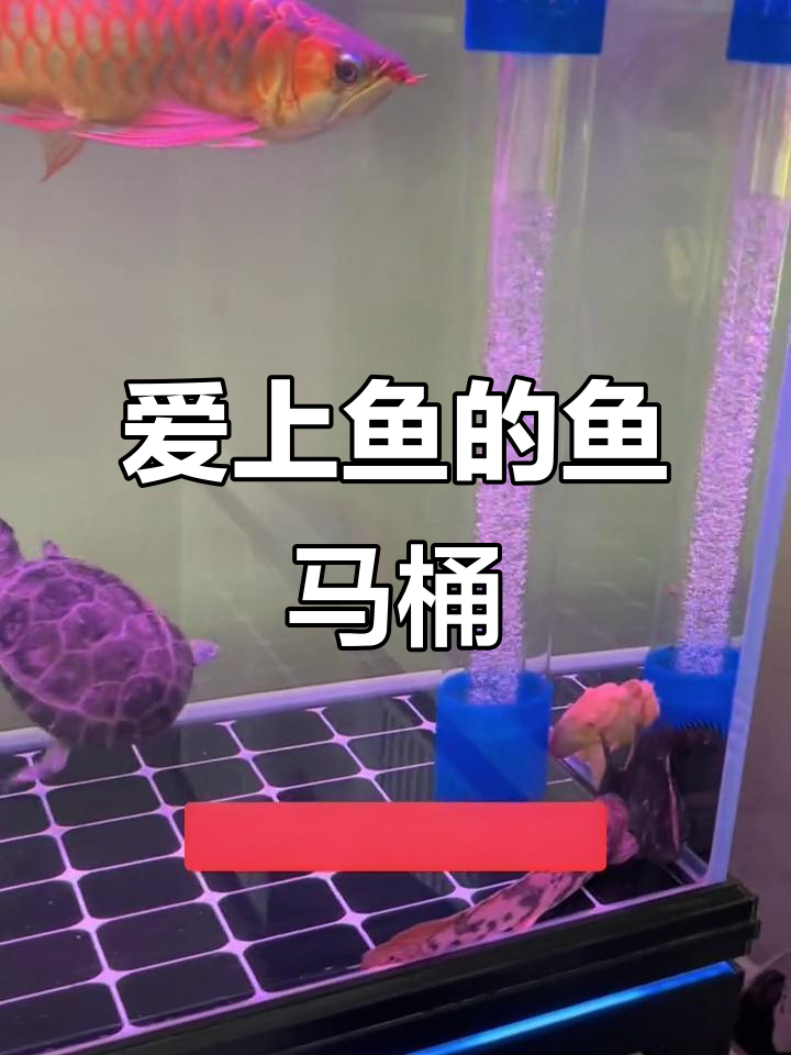 鱼缸过滤新革命:爱上鱼的鱼马桶,水质大幅提升
