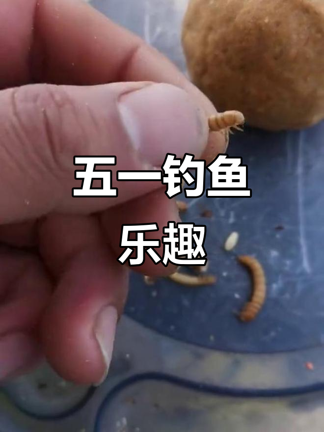 野钓面包虫能吸引鱼儿吗?五一假期钓鱼体验分享