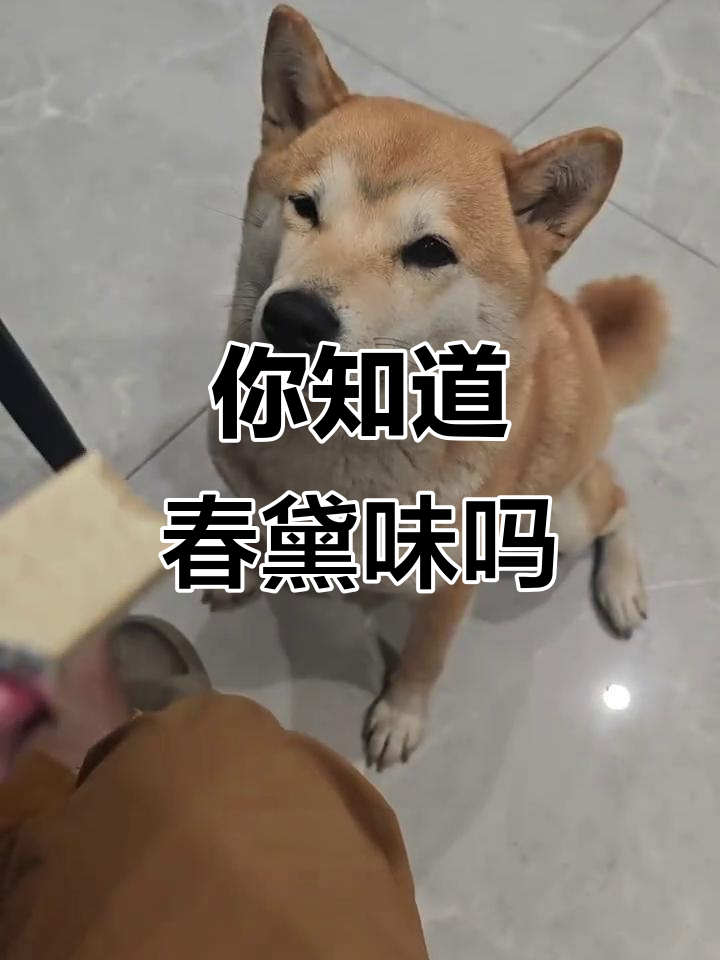 春黛威化饼的味道,你尝过吗?