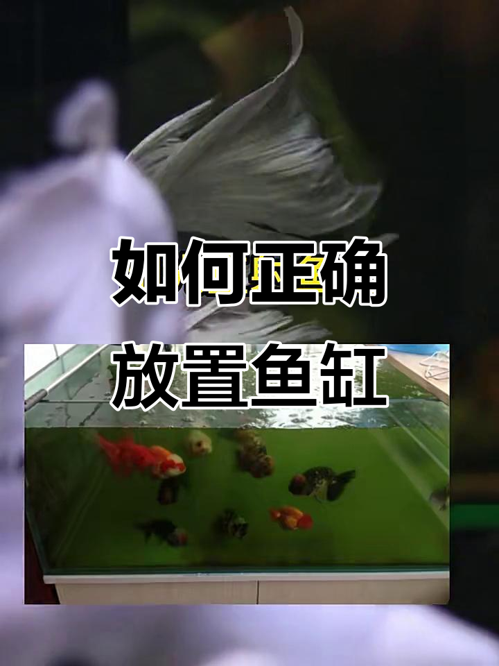 鱼缸光照误区,避免暴藻的正确摆放方法