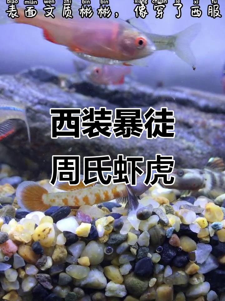 周氏虾虎西装暴徒入缸,土著鱼挑战来袭