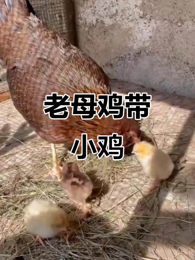 母鸡带着小鸡散步,萌态十足