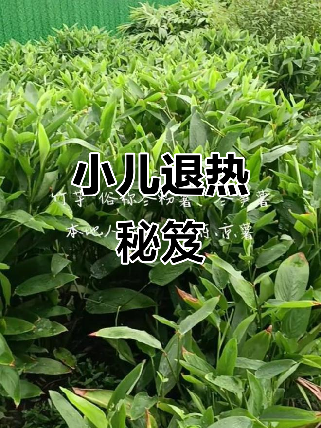 竹薯粉煮水,小儿退烧良方