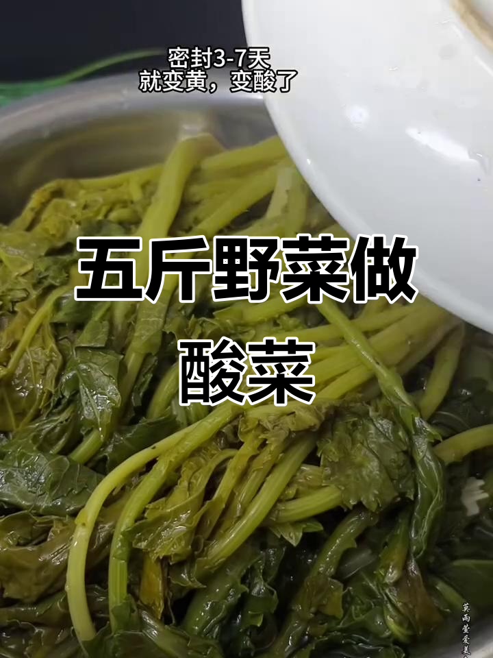 巨型野生辣菜变酸菜的秘诀，五斤重超下饭