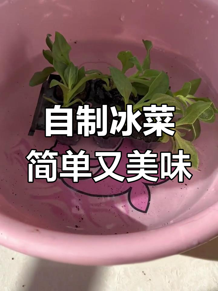 冰菜苗种植全攻略,轻松学会自家种