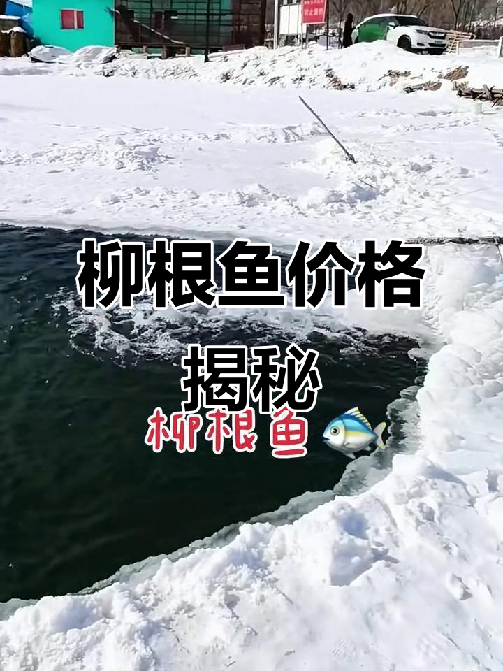 柳根鱼养殖：25元一斤，轻松入手