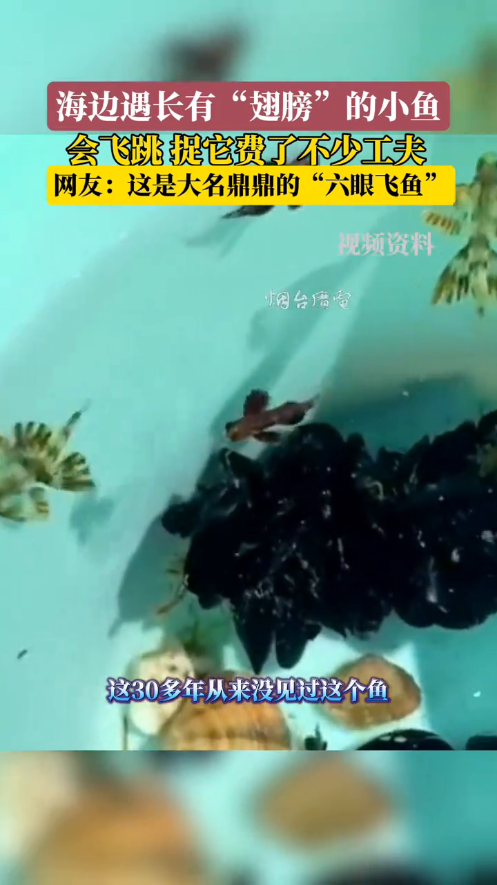 海边遇长有“翅膀”的小鱼，难道这是大名鼎鼎的“六眼飞鱼”？