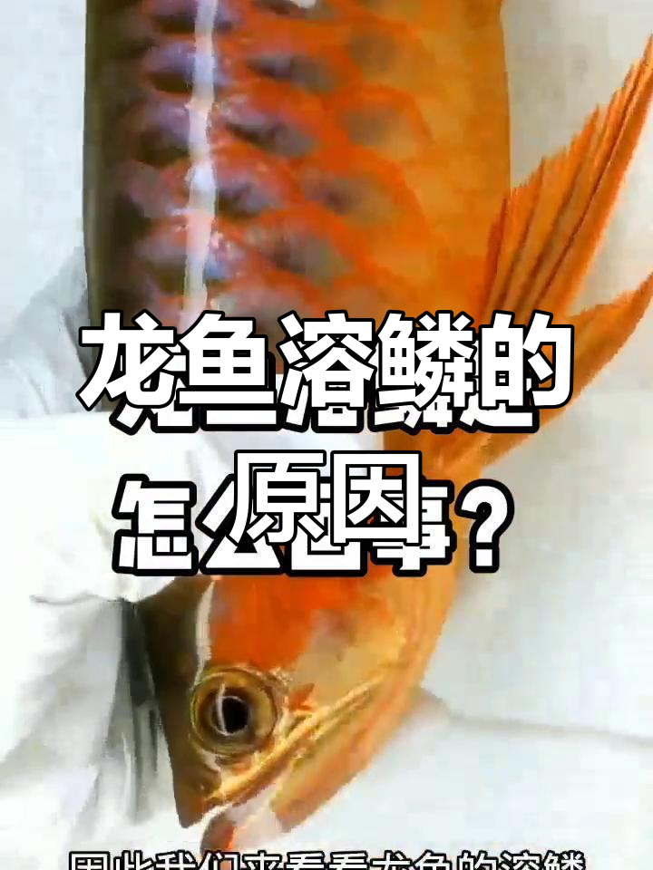 龙鱼鳞片病变原因及防治方法