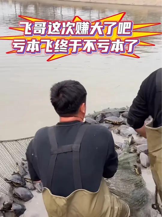 飞哥20块包下的8年老龟塘,这次终于捡到便宜了 小飞哥 户外抓鱼 新农人计划 中华草龟肉 