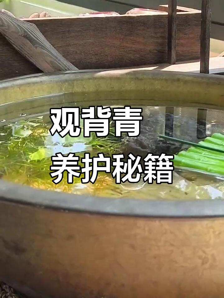 82年铜盆养青鳉,轻松上手,堪称最易养的鱼类