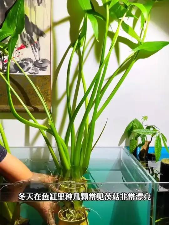水生植物慈姑种苗茨菇种球慈菇水培茨菰阳台净化水质鱼缸造景水草