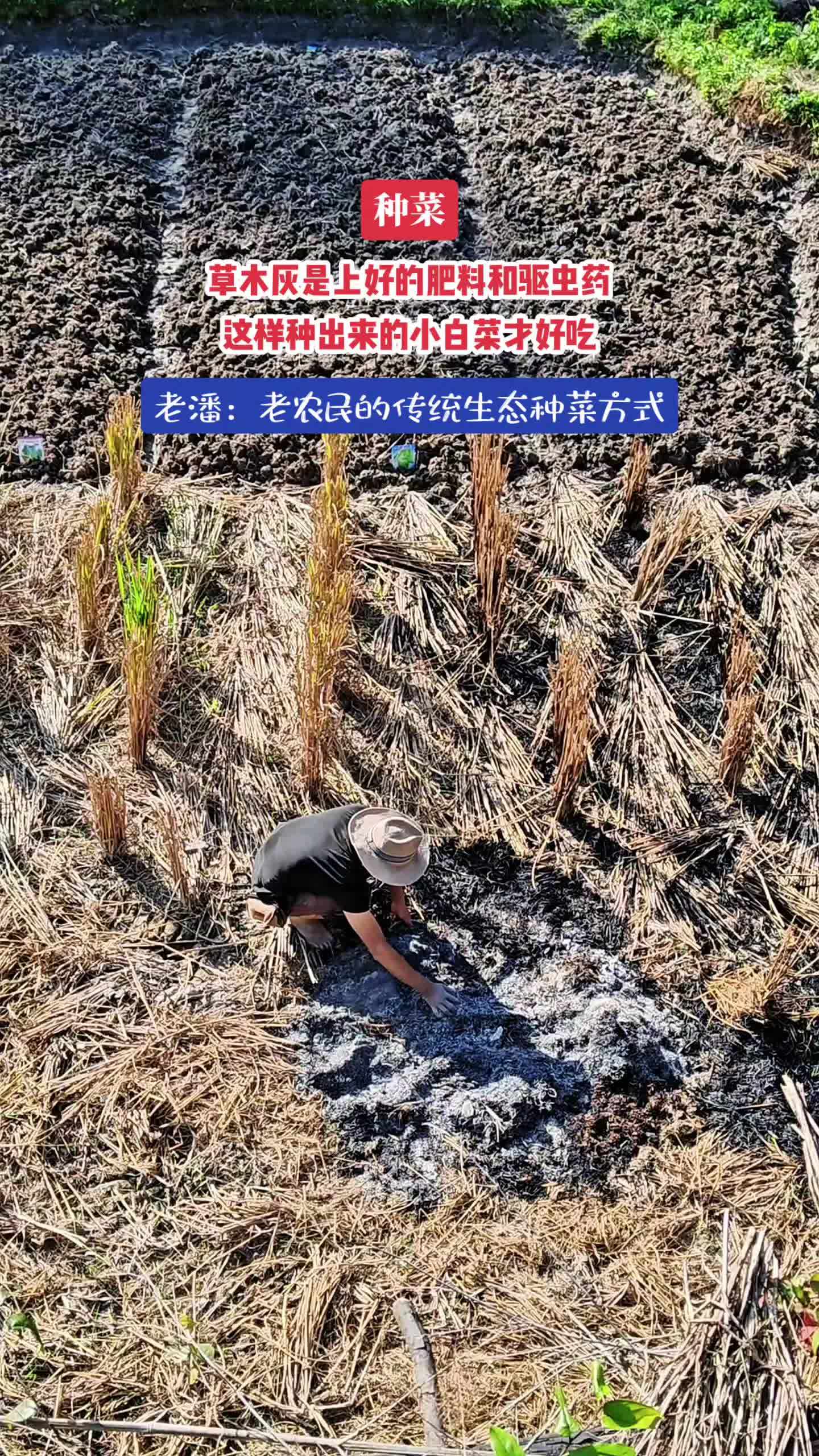 闲拍哥子种菜,用草木灰种出来的菜好吃。只有乡巴佬才能吃到这样的小白菜,城巴佬就无福消受了 