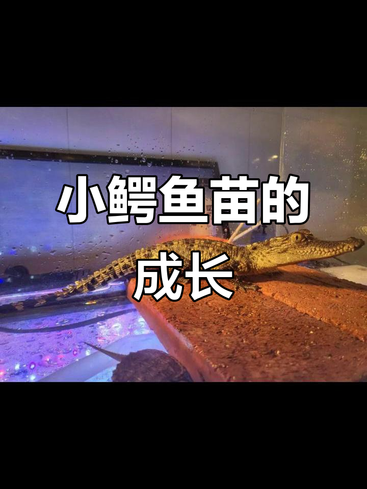 这位鳄鱼养殖达人,小鳄鱼苗养得超有高级感