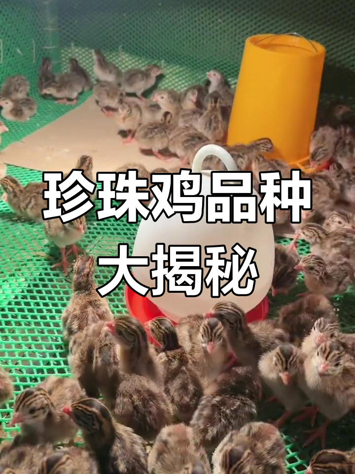 珍珠鸡种类繁多,灰色珠鸡最受欢迎