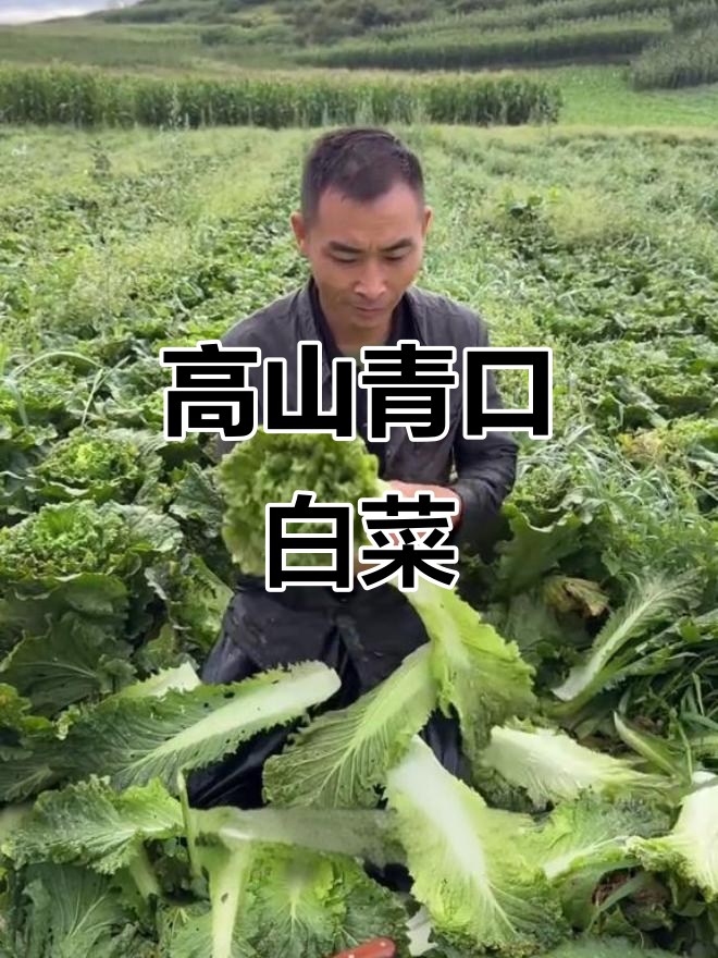 贵州高山青口白菜,自然生长、口感无敌,新鲜到家!