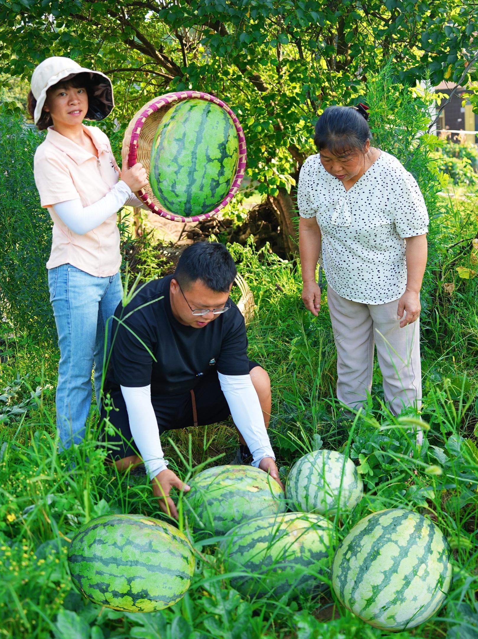 老爸今年种的西瓜太好了,摘回家炖一锅排骨汤,味道比冬瓜还鲜 农村生活 我的乡村生活