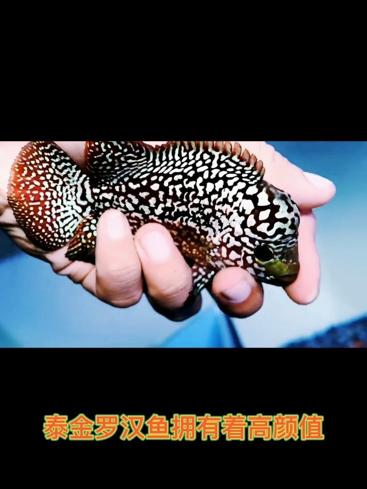 罗汉鱼的品种以及挑选教程!