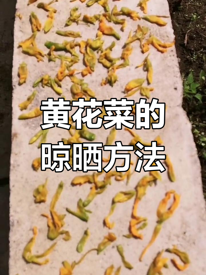 如何晒干新鲜黄花菜