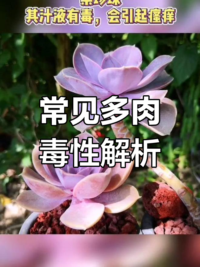 多肉植物中的有毒品种,小心为妙