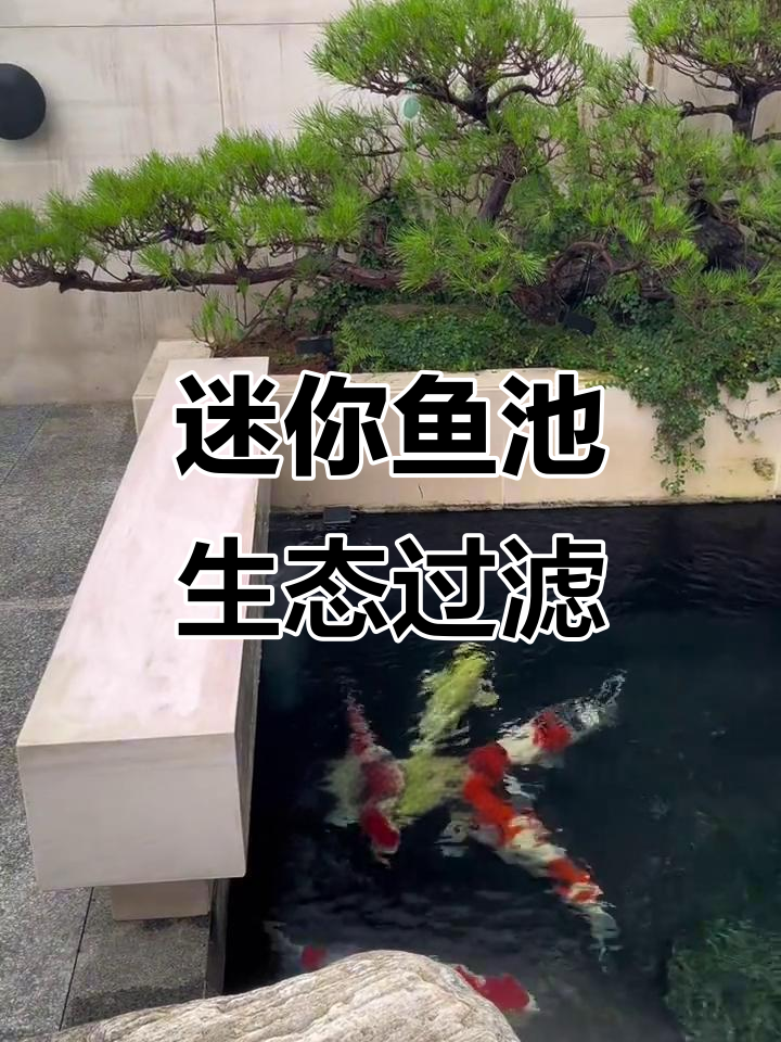 小巧精致鱼池设计,打造生态净水效果