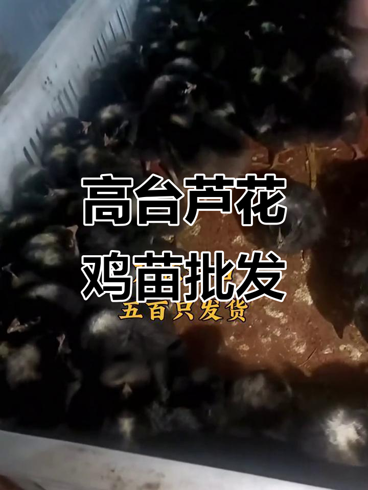 芦花鸡苗批发市场,500只起订!肉质鲜美销路好