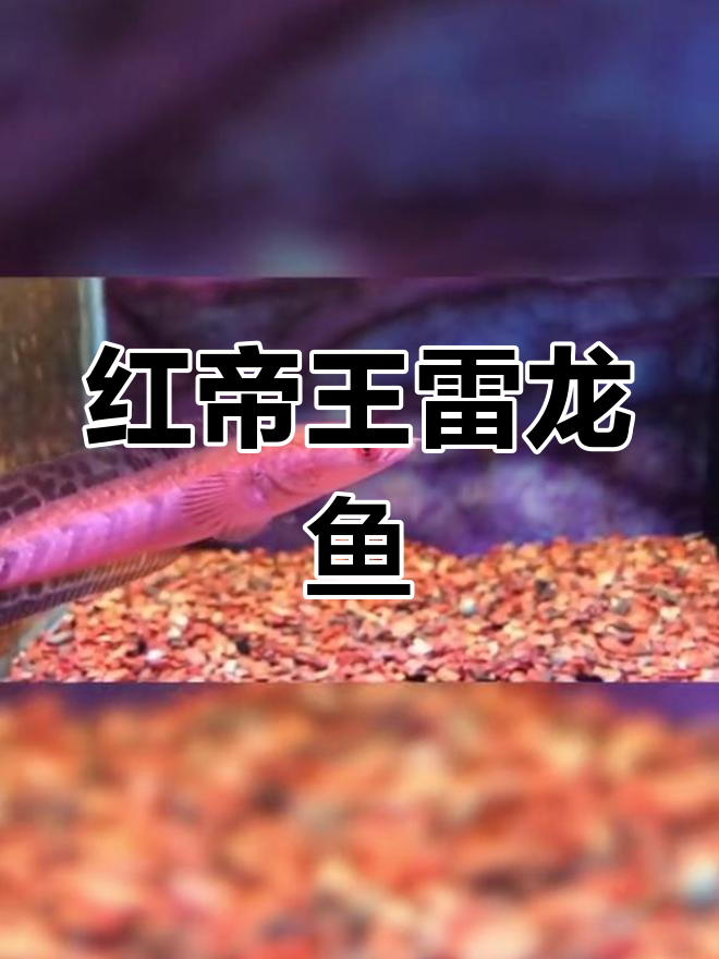 14.5厘米红帝王黑魔神雷龙鱼,值多少钱?